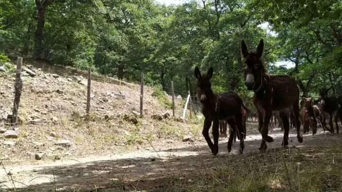 Troina, scacco alla mafia