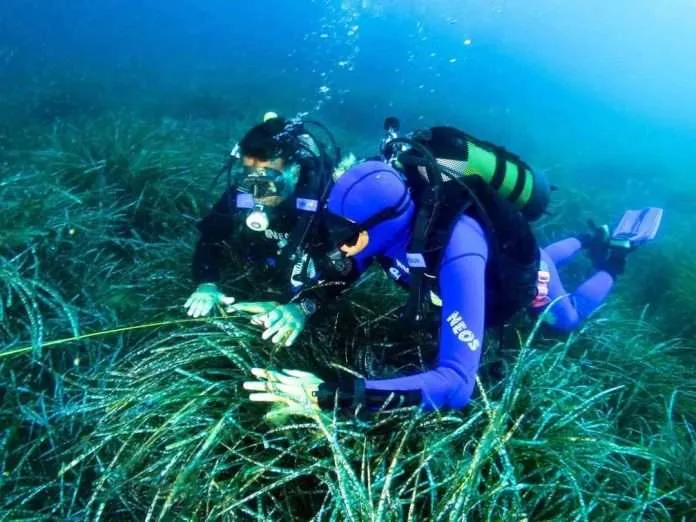 Subacqueo non vedente accompagnato dalla guida nel riconoscimento della posidonia